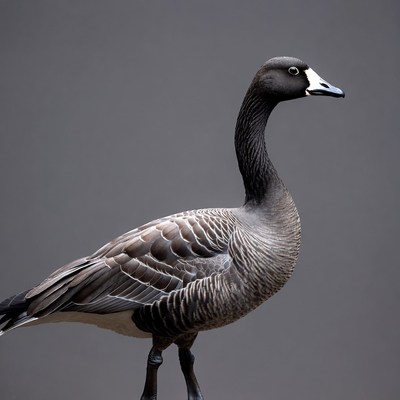 Canada Goose Standing on Gray Background