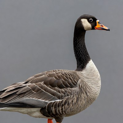 Greylag Goose on Gray Background