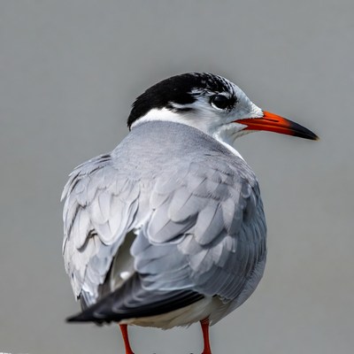 Gull-billed Tern Standing Side View