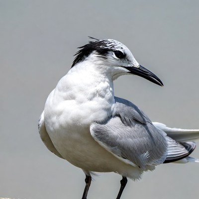 White Tern with Black Crest