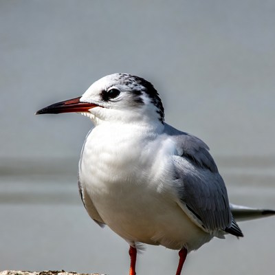 Gull-billed Tern Standing on Rock