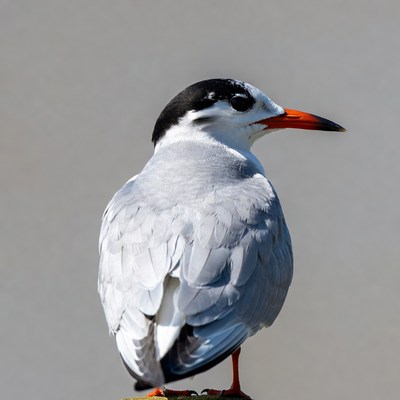 Gull-billed Tern on Perch