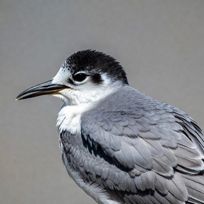 Black Tern Facing Sideways