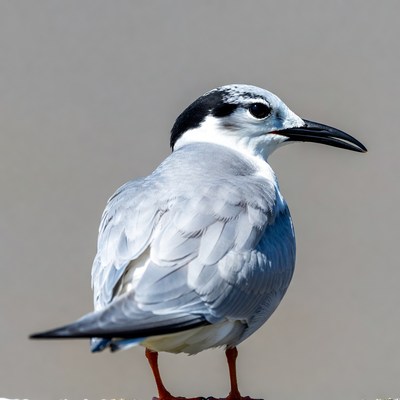 Gull-billed Tern Standing on Legs