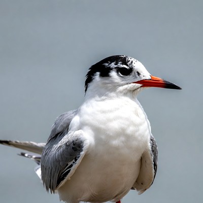 Gull-billed Tern Facing Camera