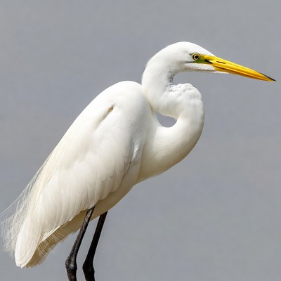 Great Egret Standing on Gray Background
