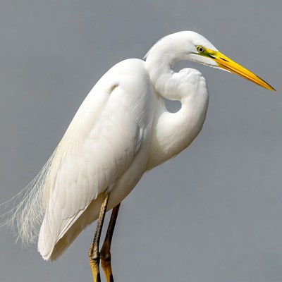 White egret with yellow beak