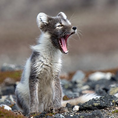 Arctic Fox Yawning on Rocks