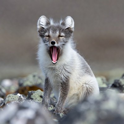 Arctic Fox Yawning on Rocks