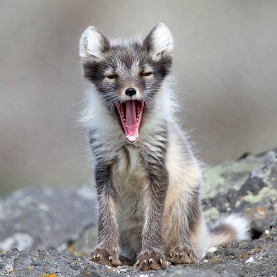 Arctic Fox Kit Yawning on Rocks