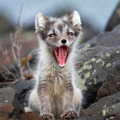 Arctic Fox Pup Yawning on Rocks