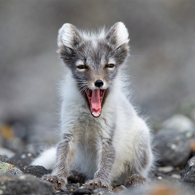 Arctic Fox Pup Yawning