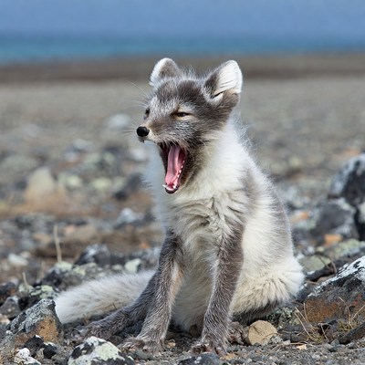 Arctic Fox Yawning on Rocky Beach