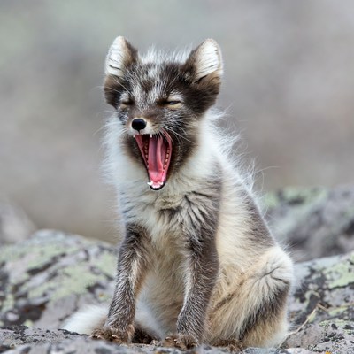 Arctic Fox Yawning on Rocks