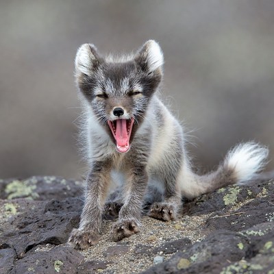 Arctic Fox Pup Yawning on Rock