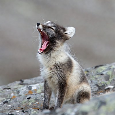 Arctic Fox Pup Yawning on Rock