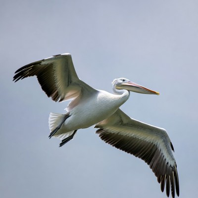 White pelican flying in sky