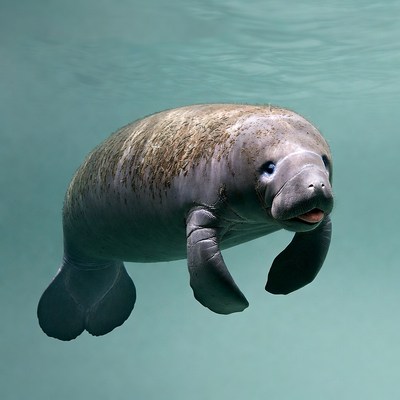 Manatee swimming underwater