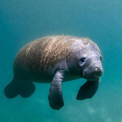 Manatee swimming underwater