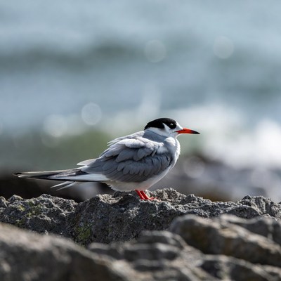 Gull-billed Tern on Rocky Shore