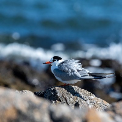 Gull-billed Tern on Rocky Shore