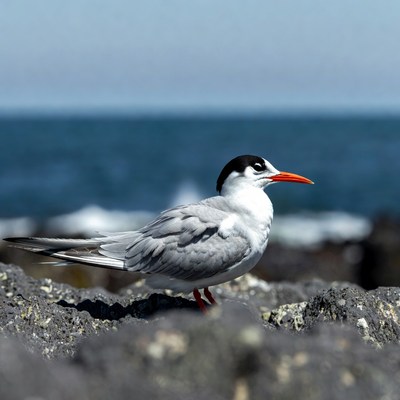 Gull-billed Tern on Rocky Beach