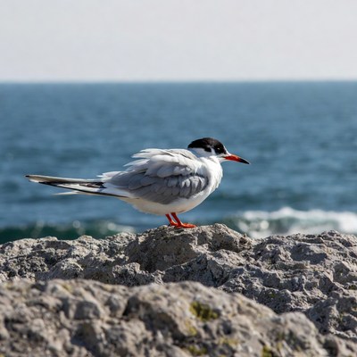 Common Tern on Rocky Shore