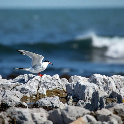 White Tern Flying over Ocean Rocks