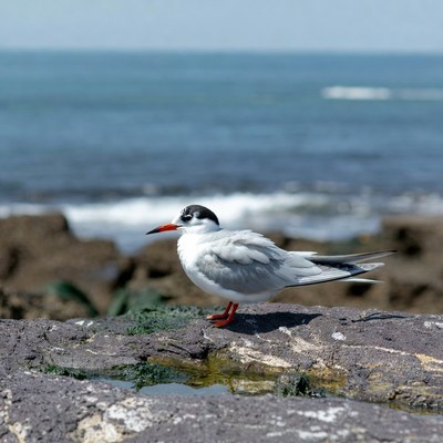 White tern on rocky beach