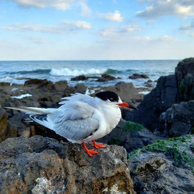 White Tern on Coastal Rocks
