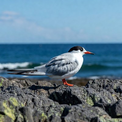Gull on rocks by ocean