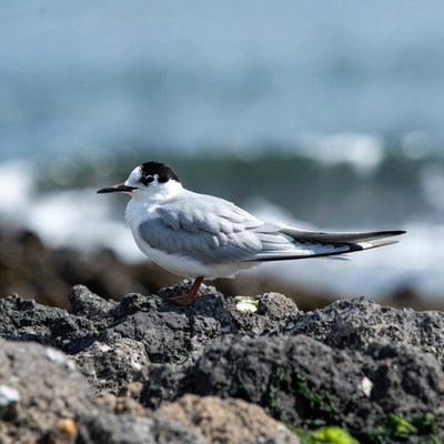Gull-billed Tern on Rocks by Sea