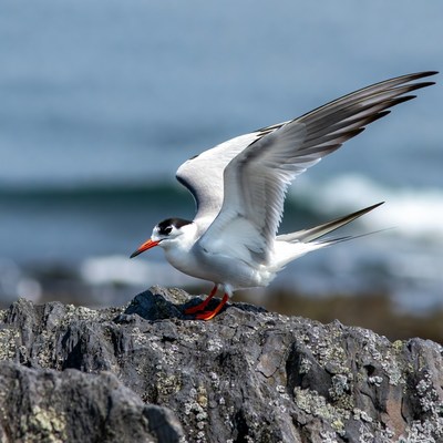 Caspian Tern Flying over Rocks