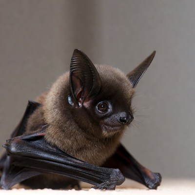 Close-up of cute bat