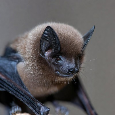 Close-up brown bat portrait