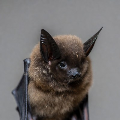 Brown bat with large ears