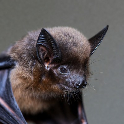 Close-up of brown bat