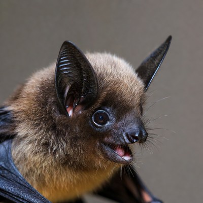 Closeup of Cute Baby Bat
