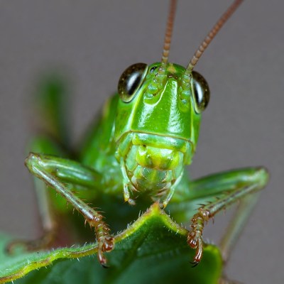 Green grasshopper on leaf