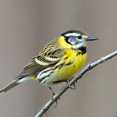 Yellow-rumped Warbler on branch