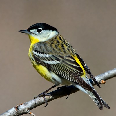 Yellow-rumped Warbler on branch