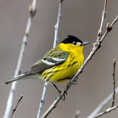 Yellow Warbler perched on branch