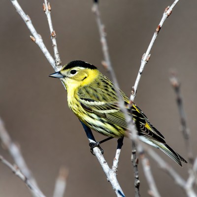 Yellow-rumped Warbler on branch