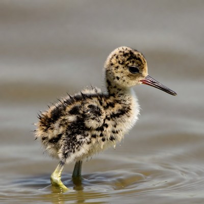 Fluffy baby shorebird standing in water