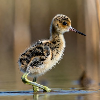 Baby Black-winged Stilt standing in water