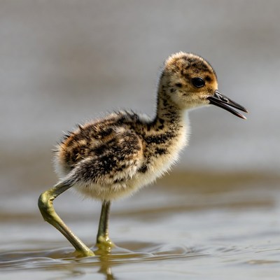 Baby Black-winged Stilt in water