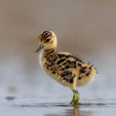 Fluffy baby killdeer chick standing in water