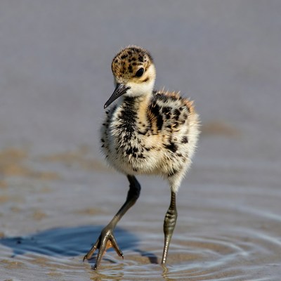 Fluffy baby killdeer chick wading