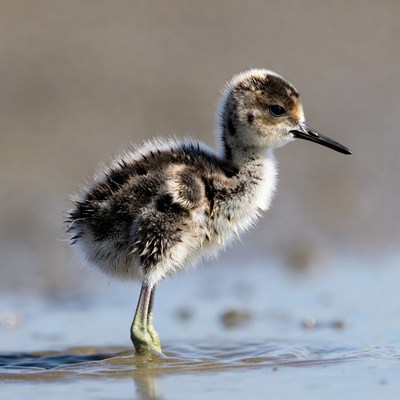 Fluffy black-winged stilt chick standing