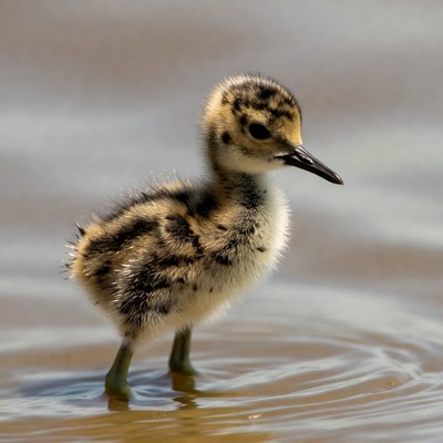 Baby killdeer chick standing in water